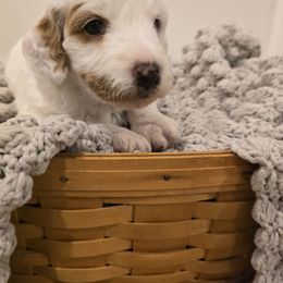 Frappe - Parti male Goldendoodle puppy in Fordland, Missouri from K&K's Puppy Kingdom