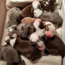 Australian Shepherd Puppies from Copeland's Kennels