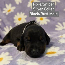 Silver Collar - Black and rust male Doberman Pinscher puppy in Lake City, Florida from Paintedcrazy Doberman Pinchers