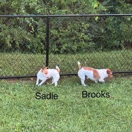 Jack Russell Terrier puppies from Wampler Jacks