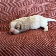 Lily 1 - Apricot and white Cavachon puppy in Holly, Michigan from Terrie’s Cavachons & Cavalier King Charles Spaniels
