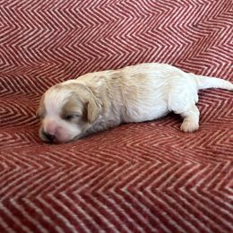 Lily 1 - Apricot and white Cavachon puppy in Holly, Michigan from Terrie’s Cavachons & Cavalier King Charles Spaniels