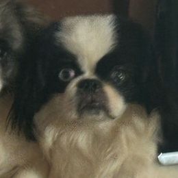 joker - Pekingese