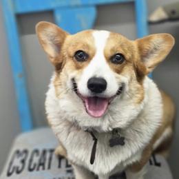 Pembroke Welsh Corgi puppies from JOY Farms