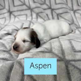 Aspen - Shaded Cream Piebald Longhair - 4000 - Pet Only - Cream male Dachshund puppy in Pauls Valley, Oklahoma from Simply Happy Dachshunds