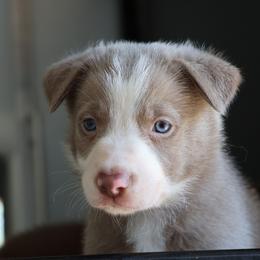 Teddy - Lilac male Border Collie puppy in Courtland, Alabama from C Bar C Ranch Border Collies