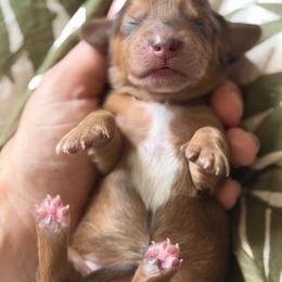 Poppy - Dapple female Dachshund puppy in Stockton, California from Wiggles & Wags Dachshund's