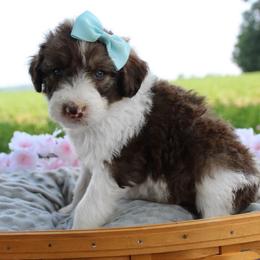 Scottie - Sable female Bordoodle puppy in Ashland, Ohio from Cherry Blossom Doodles