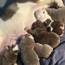 Bulldog Puppies from Bullgodz English Bulldogs