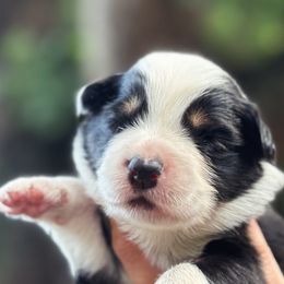 B - Black tri-color male Australian Shepherd puppy in Orlando, Florida from Skaky Shepherds