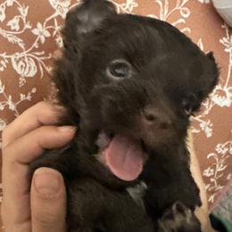Boy 1 - Chocolate male Havanese puppy in Arizona from HavaDoggie