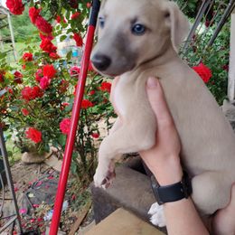 Clark - Blue fawn male Whippet puppy in Sweet Home, Oregon from Imperialis Kennels