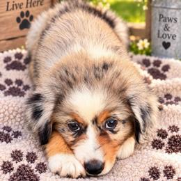 Purple - Blue merle female Miniature Australian Shepherd puppy in 32046, Florida from River Hill Ranch
