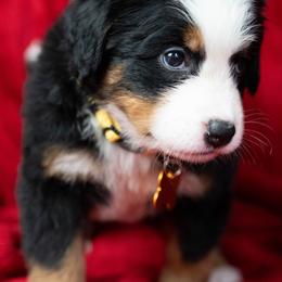 Skye - Tri-color female Bernese Mountain Dog puppy in Soldiers Grove, Wisconsin from Lonesome Pine Farm