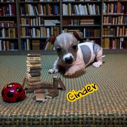 Cinder - White, black sable red female American Hairless Terrier puppy in Buckingham, Illinois from Gaus Hof