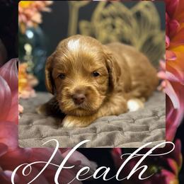 Heath - Caramel male Australian Labradoodle puppy in Fremont, New Hampshire from Birchwood Labradoodles