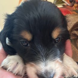 Venus - Piebald female Dachshund puppy in Argos, Indiana from TKO Doxies