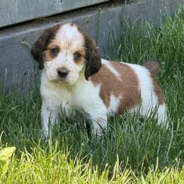 Freddy - Liver white and tan male English Springer Spaniel puppy in Coeur D'alene, Idaho from Springer Hollow