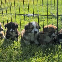 Pembroke Welsh Corgi Puppies from DESERT SAGE CORGI'S