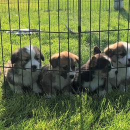 Pembroke Welsh Corgi Puppies from DESERT SAGE CORGI'S