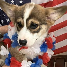 Pembroke Welsh Corgi Puppies from Becky's Pembroke Welsh Corgis