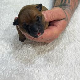 Male 2 - Red male Staffordshire Bull Terrier puppy in Lakeland, Florida from English Creek Staffords