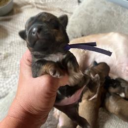 Purple band - Tan female Yorkshire Terrier puppy in White Pigeon, Michigan from Shorkie puppies