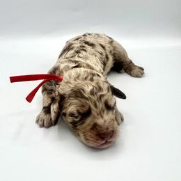Syrup - Merle female Goldendoodle puppy in Pulaski, Tennessee from Doodle My Heart