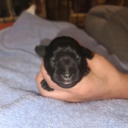 Miniature Schnauzer Puppies from S & S Miniature Schnauzer