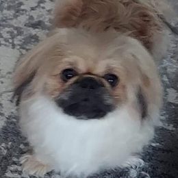 Pekingese Puppies from Sunny's Legacy Pekingese
