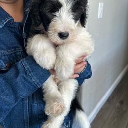 Iroh - Black and white male Sheepadoodle puppy in Colorado Springs, Colorado from Kings Doodles