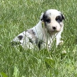 Boy 3 - Blue merle male Australian Shepherd puppy in Lowell, Indiana from Bearfoot Aussies and Tollers