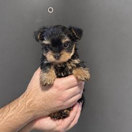 Archie - Black and gold male Yorkshire Terrier puppy in Glendale, California from Los Angeles Teacup Yorkie