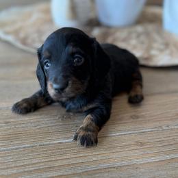 Sadie - Brindle female Dachshund puppy in Hawley, Texas from Foxy’s Dachshunds & Toy Aussies