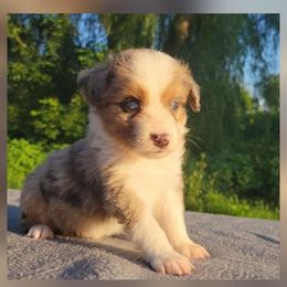 Legolas - Blue merle male Miniature Australian Shepherd puppy in Sunbury, Pennsylvania from Elemental Mini Aussies