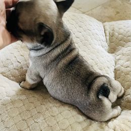 French Bulldog Puppies from Stuudmuffinfrenchies