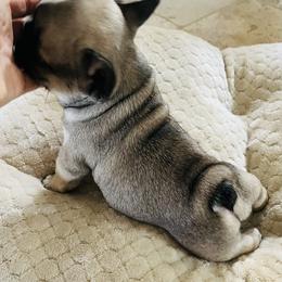 French Bulldog Puppies from Stuudmuffinfrenchies