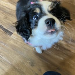 Toy Australian Shepherd Puppies from MN Pomme De Terre Aussies