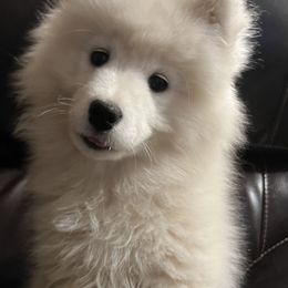 Samoyed Puppies from Better’s Samoyeds