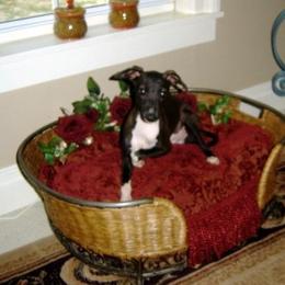 Bianca - Italian Greyhound