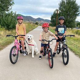 Golden Retriever Puppies from Southern Utah Goldens