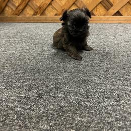Boy 3 - Brindle male Shih Tzu puppy in Hibbing, Minnesota from Iron Range Shih Tzu and Puppies