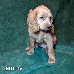 Sammy - Buff female Cockapoo puppy in Sunset, Louisiana from Cano Cockapoos