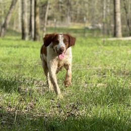 Brittanys from Winding Branch Kennel