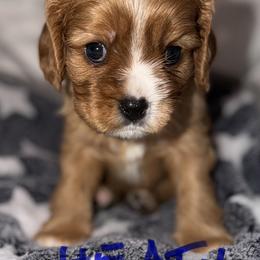 Ruby boy - Ruby male Cavalier King Charles Spaniel puppy in Queen Creek, Arizona from Andresen's Cavaliers