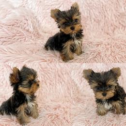Mr. Waffles - Sable male Yorkshire Terrier puppy in Phelan, California from Tiny Tailz