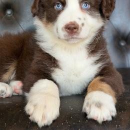 Pippin-has tail-many videos - Red tri-color male Australian Shepherd puppy in Troy, South Carolina from Australian Shepherds of 3/W Farms