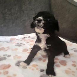 Keki Lu - Black female Cavapoo puppy in Bourbonnais, Illinois from Maggie's Cavapoo Puppies
