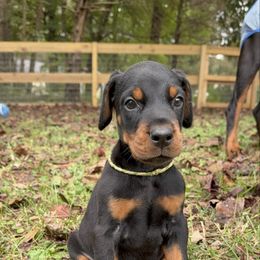 Nox - Black and rust male Doberman Pinscher puppy in Toney, Alabama from Bhon Mhuir Dobermanns