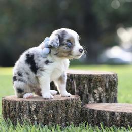 Latte - Blue merle male Miniature Australian Shepherd puppy in White Oak, Texas from Triple Lake Ranch Miniature Australian Shepherds